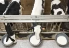 calves-drinking-milk-in-factory-farm